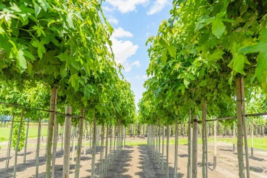 Liquidambar styraciflua 'Gum Ball' bolvorm 10/12 180cm stam