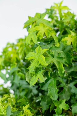 Liquidambar styraciflua 'Gum Ball' bolvorm 10/12 180cm stam
