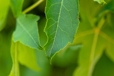 Liquidambar styraciflua 'Gum Ball' bolvorm 10/12 180cm stam