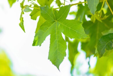 Liquidambar styraciflua 'Gum Ball' bolvorm 10/12 180cm stam