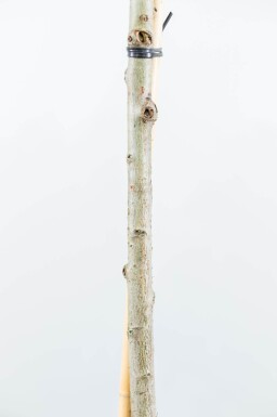 Liquidambar styraciflua 'Gum Ball' bolvorm 10/12 180cm stam
