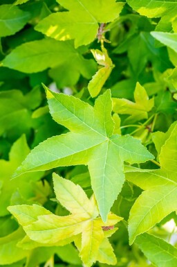 Liquidambar styraciflua 'Gum Ball' bolvorm 10/12 180cm stam