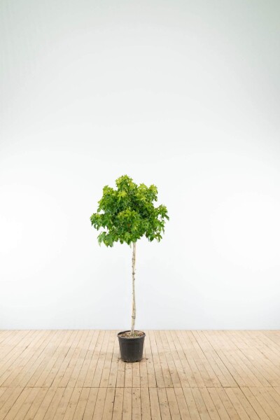 Liquidambar styraciflua 'Gum Ball' halfstam
