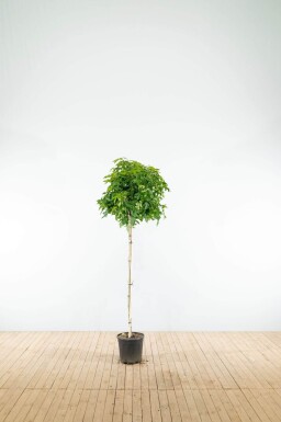 Liquidambar styraciflua 'Gum Ball' halfstam