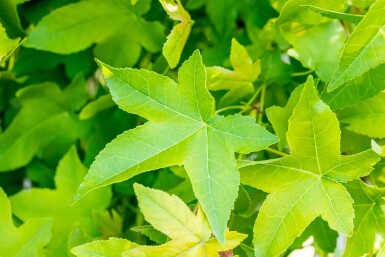 Liquidambar styraciflua 'Gum Ball' halfstam