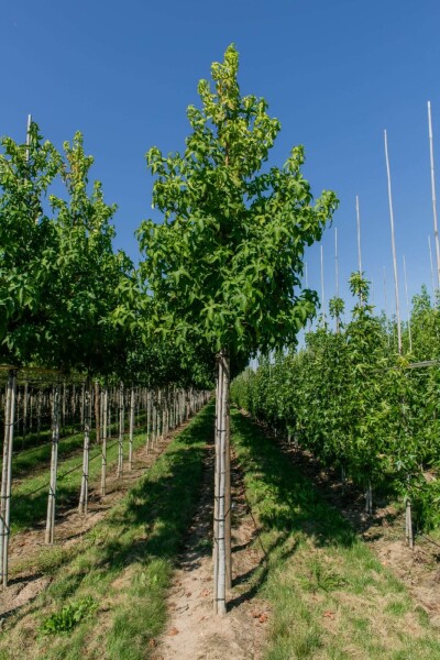 Liquidambar styraciflua 'Lane Roberts' hoogstam 18/20