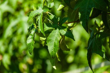 Liquidambar styraciflua 'Lane Roberts' hoogstam