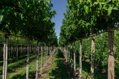 Liquidambar styraciflua 'Lane Roberts' hoogstam 18/20