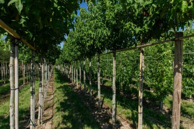 Liquidambar styraciflua 'Lane Roberts' hoogstam 18/20