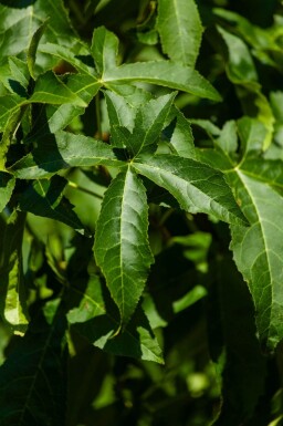 Liquidambar styraciflua 'Lane Roberts' hoogstam 18/20