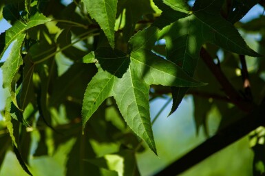 Liquidambar styraciflua 'Lane Roberts' hoogstam 18/20