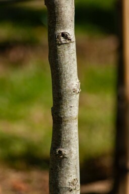Liquidambar styraciflua 'Lane Roberts' hoogstam 18/20