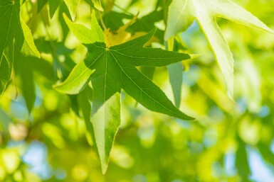 Liquidambar styraciflua 'Slender Silhouette' hoogstam 12/14
