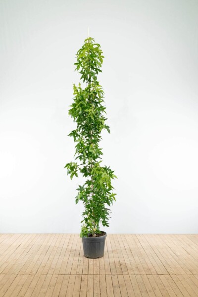 Liquidambar styraciflua 'Slender Silhouette' beveerd 4-6