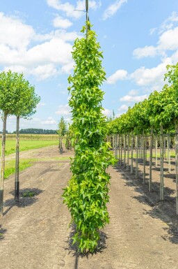 Liquidambar styraciflua 'Slender Silhouette' beveerd