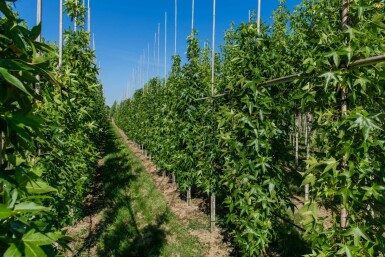 Liquidambar styraciflua 'Slender Silhouette' beveerd 4-6