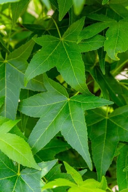 Liquidambar styraciflua 'Slender Silhouette' beveerd 4-6