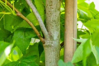 Liquidambar styraciflua 'Slender Silhouette' beveerd 4-6