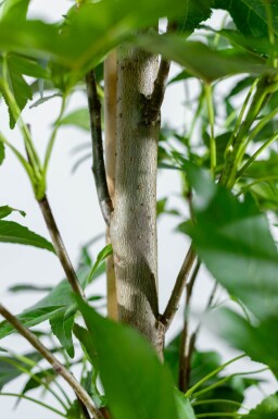 Liquidambar styraciflua 'Slender Silhouette' beveerd 4-6