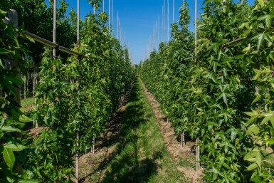 Liquidambar styraciflua 'Slender Silhouette' beveerd 4-6