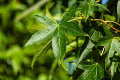 Liquidambar styraciflua 'Slender Silhouette' beveerd 4-6