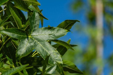 Liquidambar styraciflua 'Slender Silhouette' beveerd 4-6