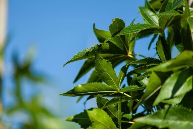 Liquidambar styraciflua 'Slender Silhouette' beveerd 4-6
