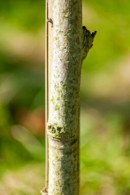 Liquidambar styraciflua 'Slender Silhouette' beveerd 4-6