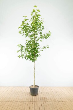 Liquidambar styraciflua 'Worplesdon' hoogstam