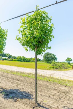 Liquidambar styraciflua 'Worplesdon' hoogstam
