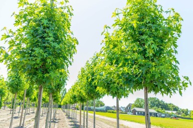 Liquidambar styraciflua 'Worplesdon' hoogstam 18/20