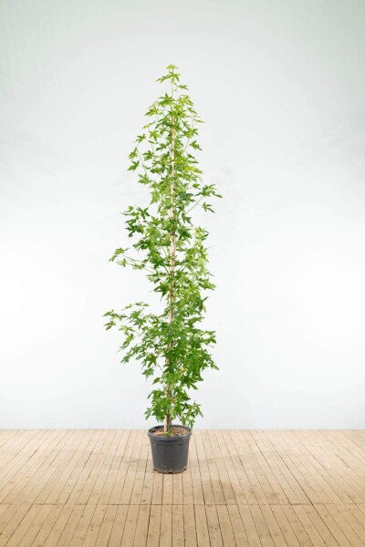 Liquidambar styraciflua 'Worplesdon' beveerd 6-8