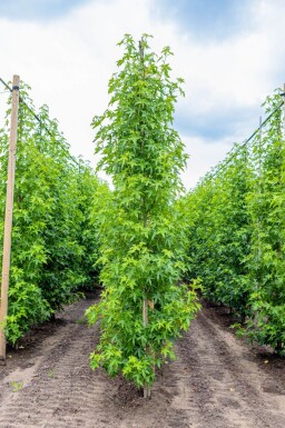 Liquidambar styraciflua 'Worplesdon' beveerd 6-8