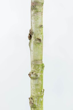 Liquidambar styraciflua 'Worplesdon' beveerd 6-8