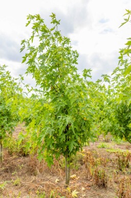 Liquidambar styraciflua 'Worplesdon' meerstammig