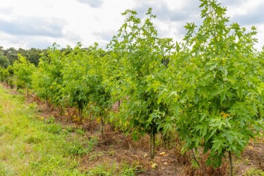 Liquidambar styraciflua 'Worplesdon' meerstammig