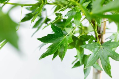 Liquidambar styraciflua 'Worplesdon' meerstammig