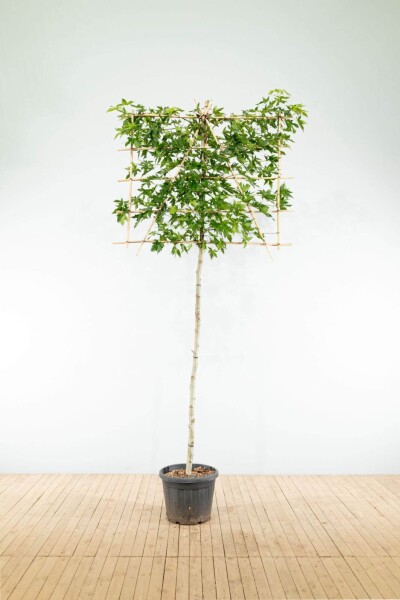Liquidambar styraciflua 'Worplesdon' leiboom 8/10 40cm stam 120b x 180h