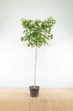 Liquidambar styraciflua 'Worplesdon' leiboom 8/10 40cm stam 120b x 180h