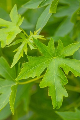 Liquidambar styraciflua 'Worplesdon' leiboom 8/10 40cm stam 120b x 180h