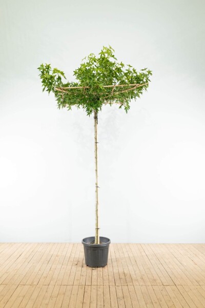 Liquidambar styraciflua 'Worplesdon' dakvorm 10/12 240cm stam 120x120