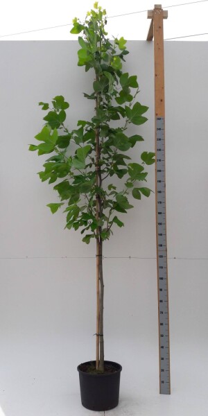 Liriodendron tulipifera hoogstam 12/14