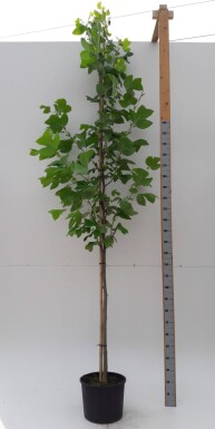Liriodendron tulipifera hoogstam 12/14