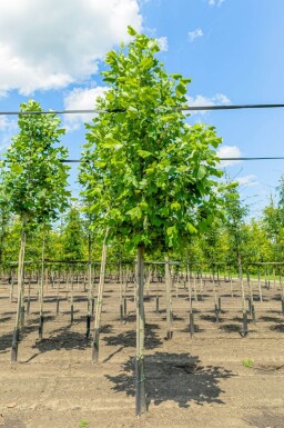 Liriodendron tulipifera hoogstam 12/14