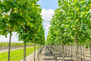 Liriodendron tulipifera hoogstam 12/14