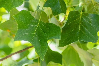 Liriodendron tulipifera hoogstam 12/14