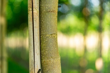 Liriodendron tulipifera hoogstam 12/14