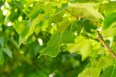 Liriodendron tulipifera hoogstam 12/14