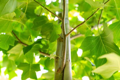 Liriodendron tulipifera hoogstam 12/14
