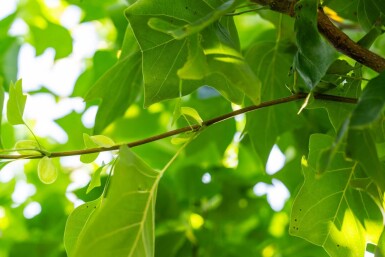 Liriodendron tulipifera hoogstam 12/14